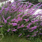 Purple Loosestrife