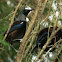 Tui