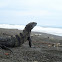 Black Iguana