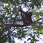Guyanan red howler