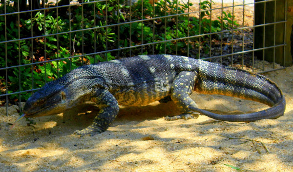 Black-throated Monitor Lizard | Project Noah