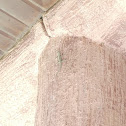 common house gecko