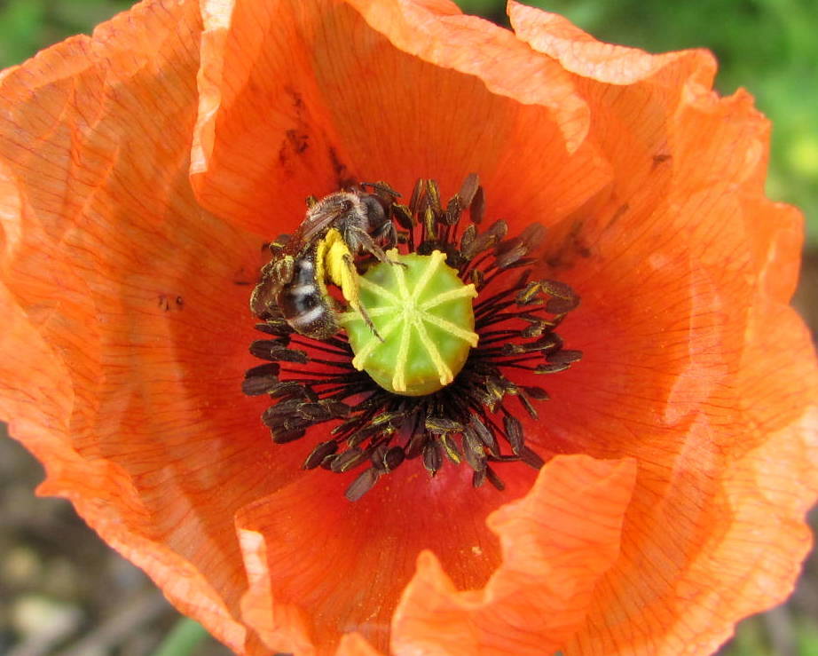 Western honey bee,Abelha europeia