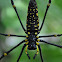 Giant Wood Spider
