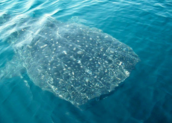 Spotting Image 1