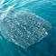 tiburon ballena