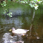 Domestic Mallard mutt