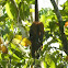 Howler monkey