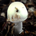 Citron Amanita