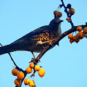 Song Thrush