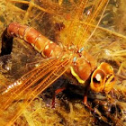 brown hawker