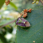 Stink Bug