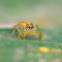 Jumping Spider