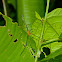 Jumping-stick grasshopper