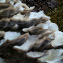 Oyster Fungi