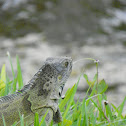 Green Iguana or Common Iguana