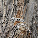 Great Horned Owl Chicks