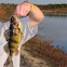 Yellow perch