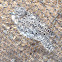Spotted Dikkop