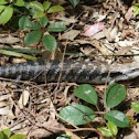 Eastern Blue-tongue lizard