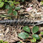 Eastern Blue-tongue lizard