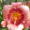 Daylily