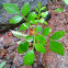 Curry tree
