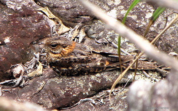 Spotting Image 1
