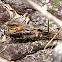 Scissor-tailed Nightjar