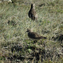 Rufous-chested Dotterel