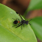Paper wasp