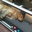 개