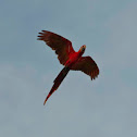 Lapa roja