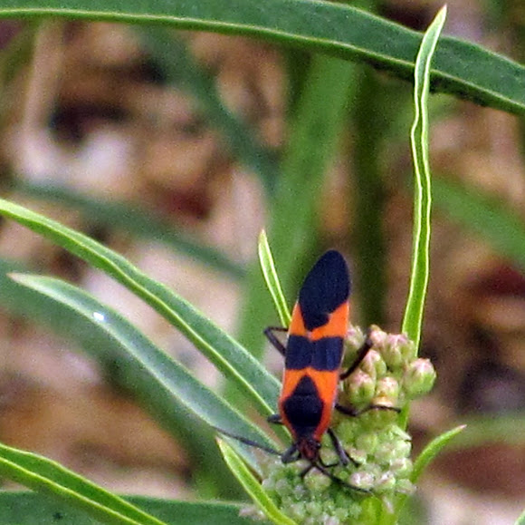 Spotting Image 1