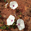 Morning glory