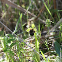 Erva mosca