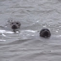 Harbor seal