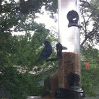 Indigo Bunting