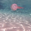 Acéfalo luminiscente. Jellyfish