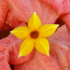 Mussaenda vermelha (Red mussaenda)
