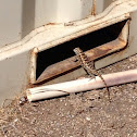 Twin-spotted Spiny Lizard