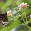 Common Crow Butterfly