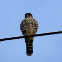 Merlin