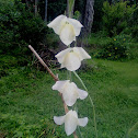 Gladiolus or lily ?