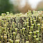 Cup Lichen