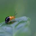 Bicolored Flea Beetle