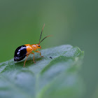 Bicolored Flea Beetle