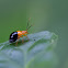 Bicolored Flea Beetle