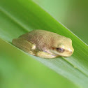 Eastern Dwarf Tree Frog