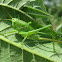 Great Green Bush-Cricket